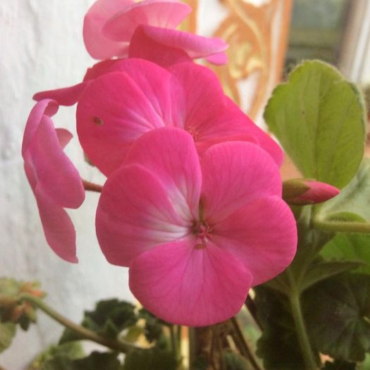 image - diverse plante de camera