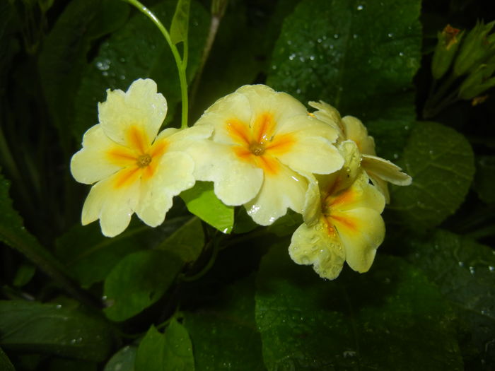 Primula polyanthus Yellow (2016, Apr.24) - Primula polyanthus Yellow