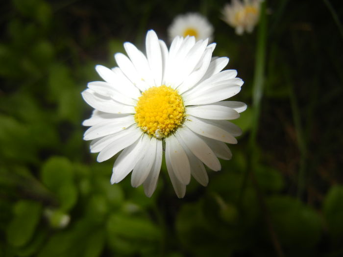 Bellis perennis (2016, April 14)