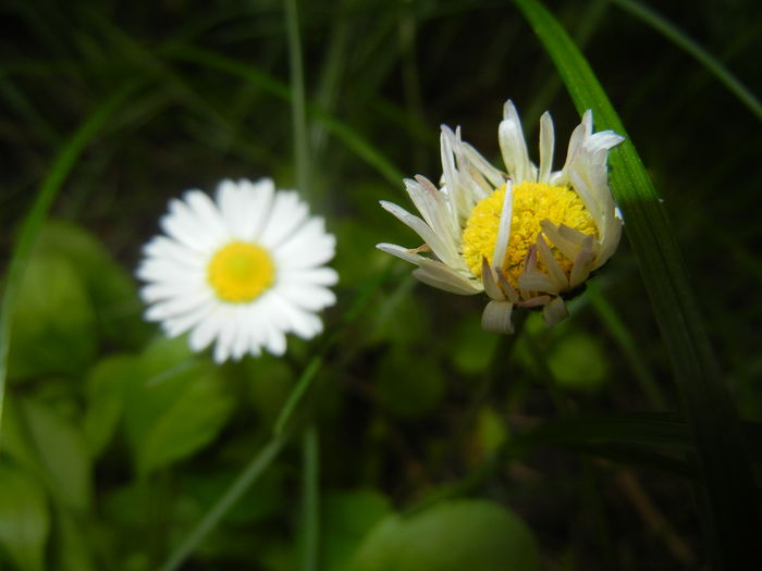 Bellis perennis (2016, April 14)