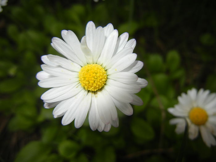 Bellis perennis (2016, April 14) - BELLIS Perennis