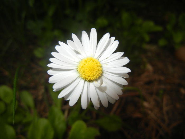 Bellis perennis (2016, April 14) - BELLIS Perennis