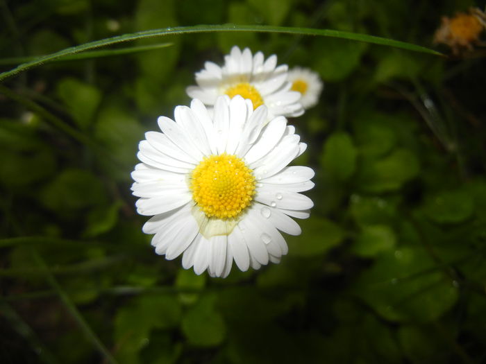 Bellis perennis (2016, April 19)