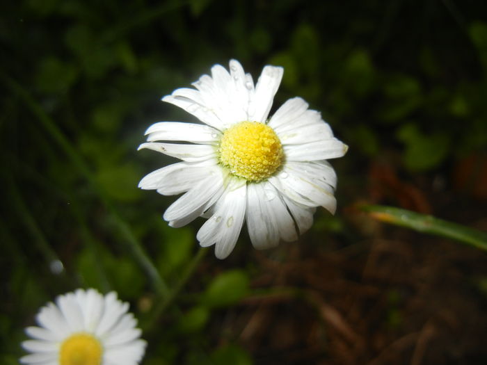 Bellis perennis (2016, April 19) - BELLIS Perennis