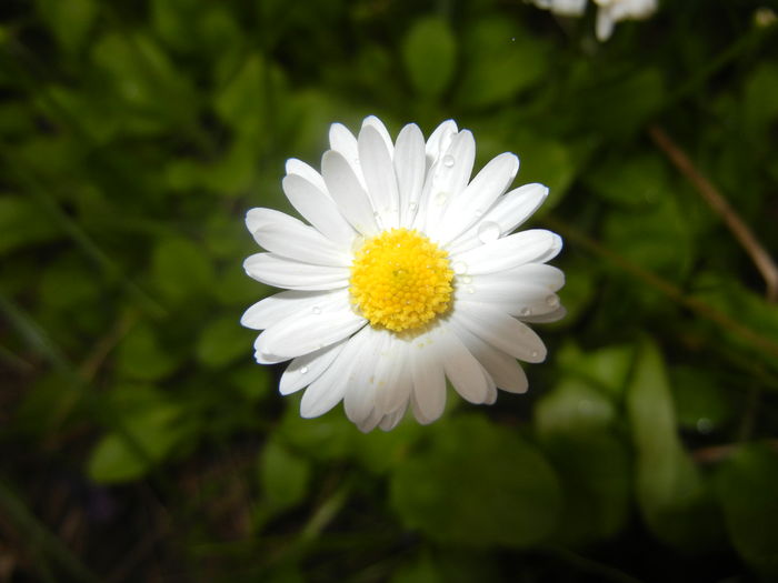 Bellis perennis (2016, April 19) - BELLIS Perennis