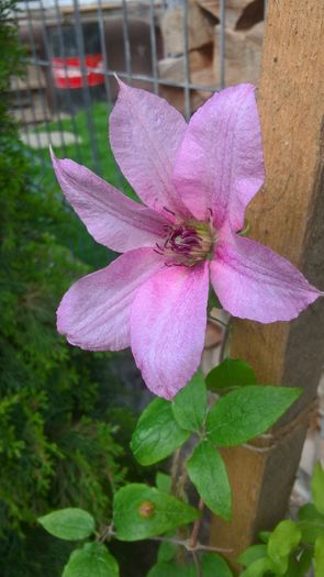 WP_20160528_16_42_13_Pro - Clematite 2016