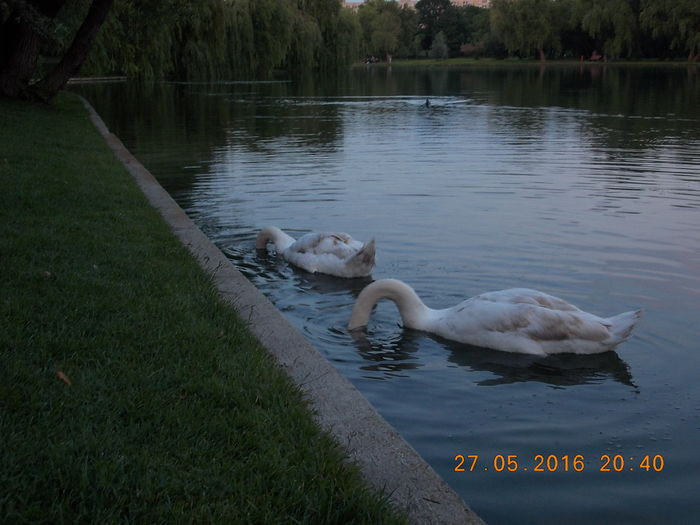 DSCN1293 - LEBEDE 2016