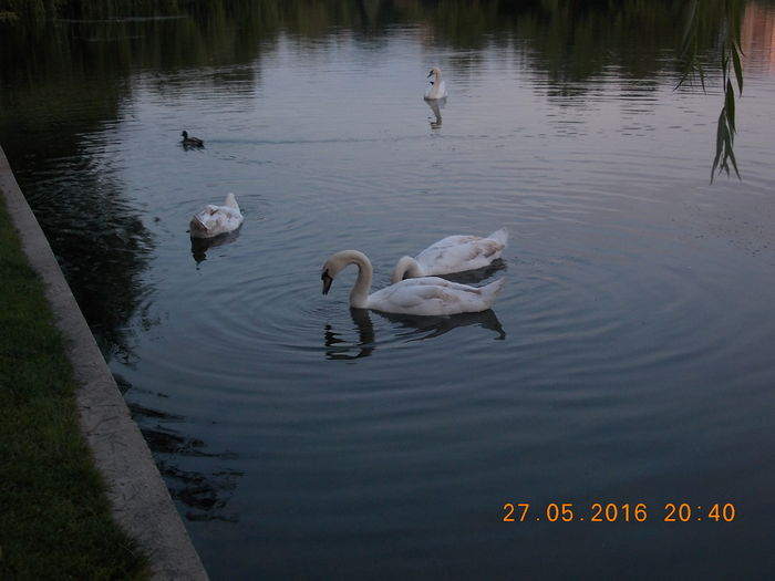 DSCN1291 - LEBEDE 2016