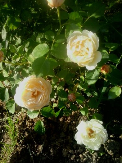 20160528_183347 - 2016 Trandafiri