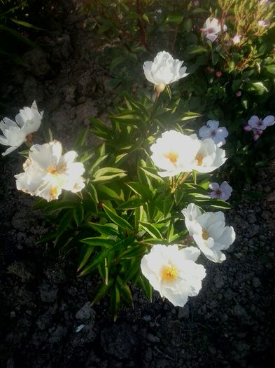 krinkled white