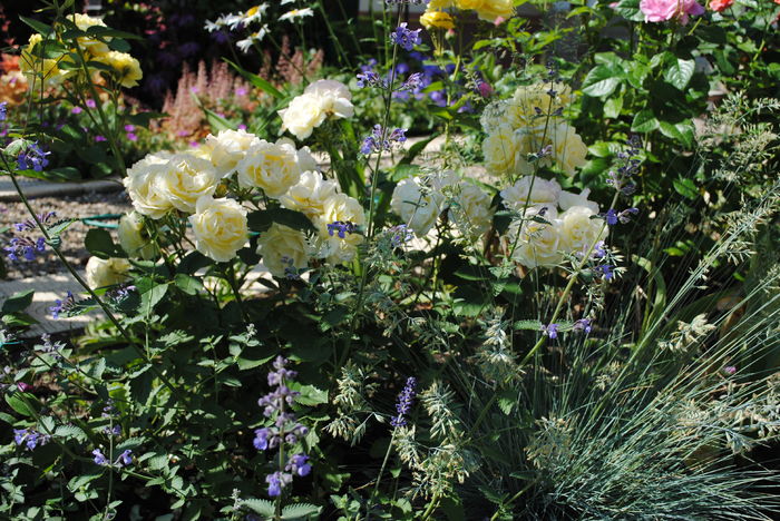golden border(comtesse du barry)