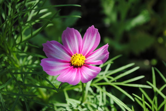28 mai, cosmos