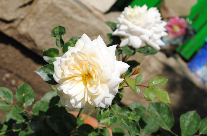 Crocus Rose