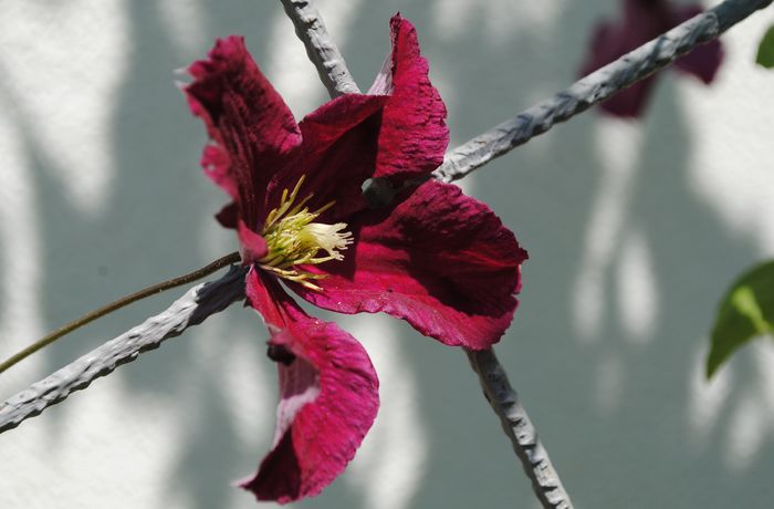clematis Vitiwester