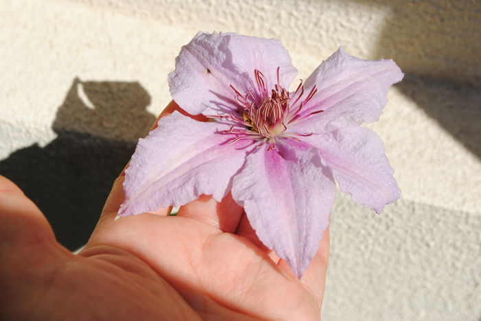 clematis Marmori