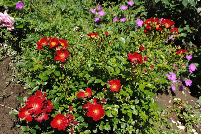Bienenweide Rot