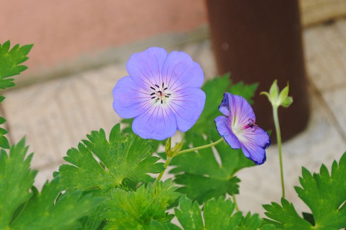 geranium rozanne - 2016 plantele mele II