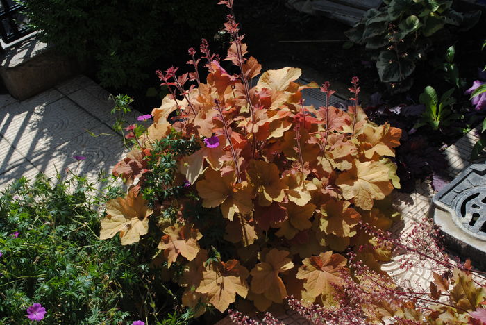 heuchera caramel - 2016 plantele mele II