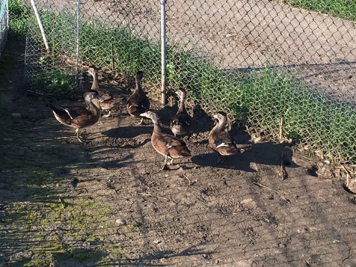 noi sintem cei care zburam 5femela 1 mascul