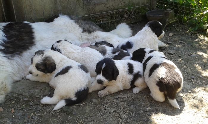 25 zile - cuib ciobanesc de Bucovina  Codi-3 Mai 2016