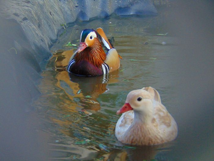 rate mandarine galbene