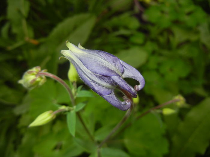 Aquilegia Blue (2016, April 09)