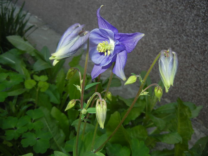 Aquilegia Blue (2016, April 13)