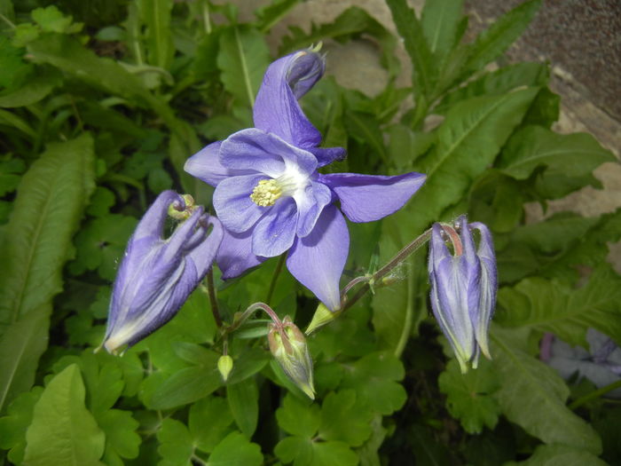 Aquilegia Blue (2016, April 14)