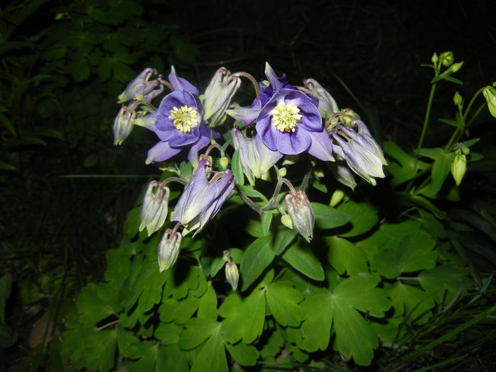 Aquilegia Blue (2016, April 15) Aquilegia Blue (2016, April 15)