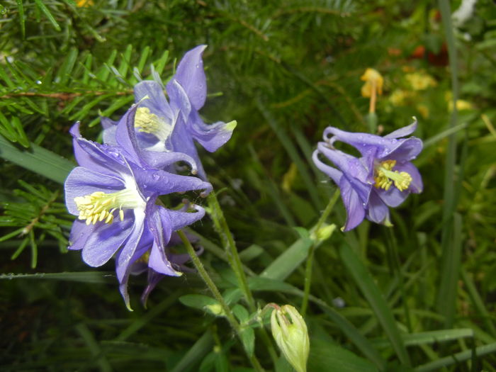 Aquilegia Blue (2016, April 19)