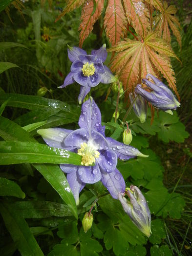 Aquilegia Blue (2016, April 19)