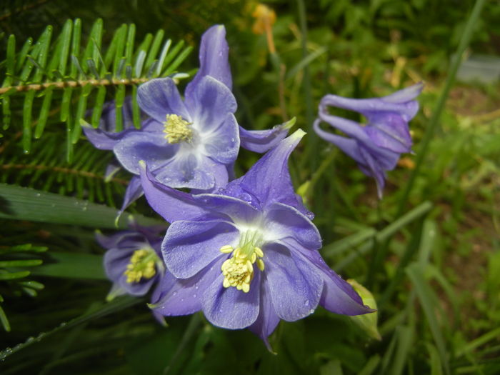 Aquilegia Blue (2016, April 19) Aquilegia Blue (2016, April 19)