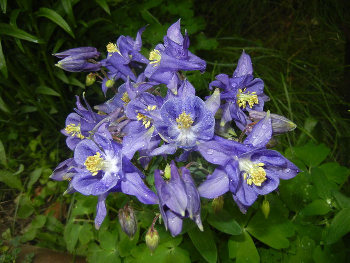 Aquilegia Blue (2016, April 19)