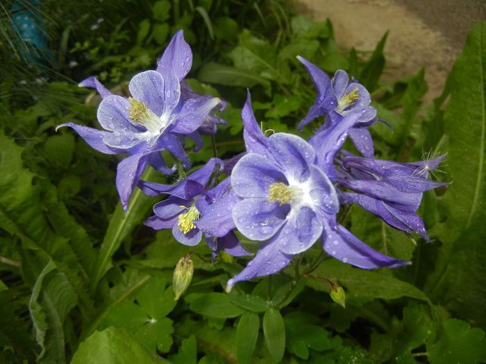 Aquilegia Blue (2016, April 19)