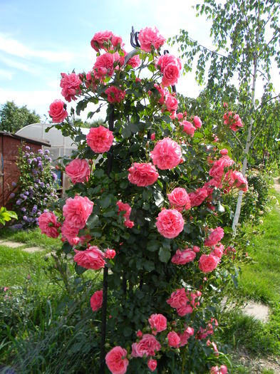 Rosarium Uetersen - - Colectie trandafiri