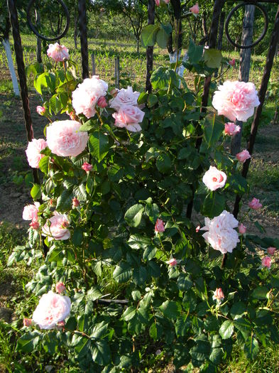 Rose de Tolbiac - Trandafiri urcatori 2016