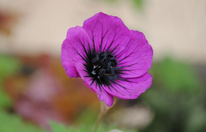 geranium-sandrine