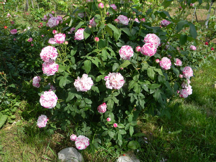 Variegata di Bologna