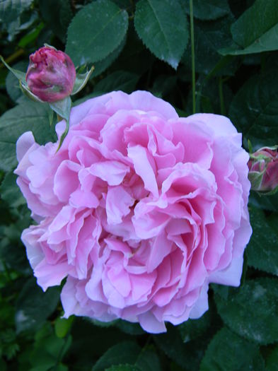 Mary rose