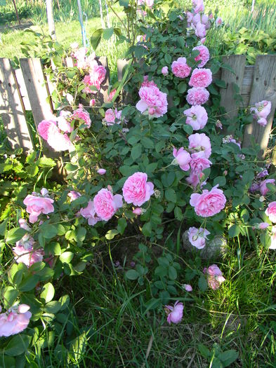 Harlow carr