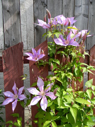 Bagatelle - Clematite 2016