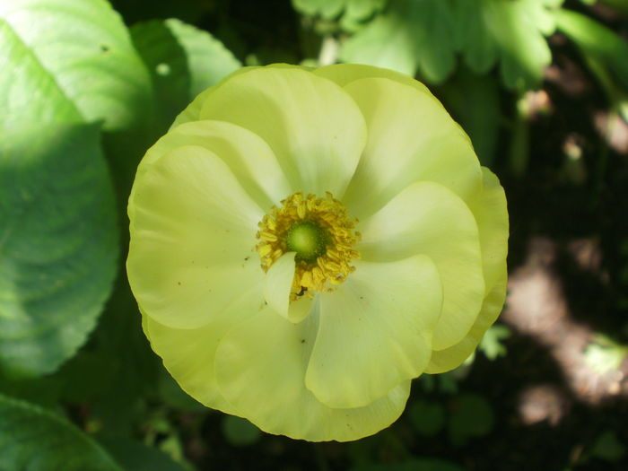  - Plante II