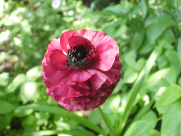  - Plante II