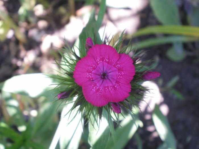  - Plante II