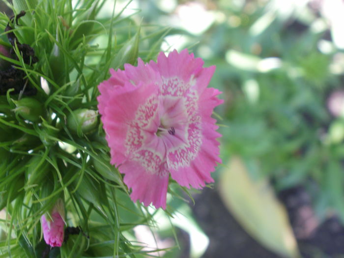  - Plante II