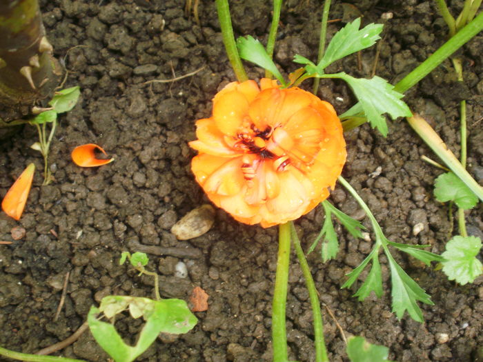  - Plante II