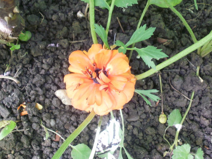  - Plante II