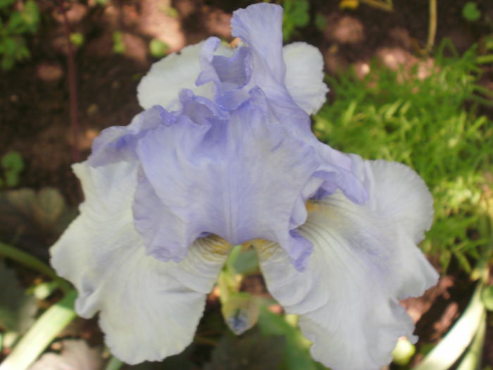  - Iris  2016