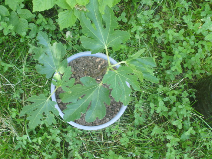  - Arbusti fructiferi