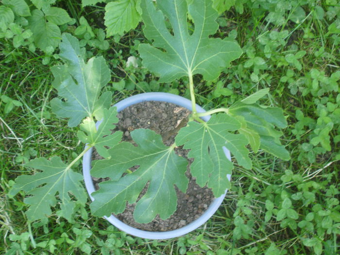  - Arbusti fructiferi